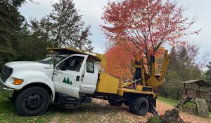 Deans Tree transplanting