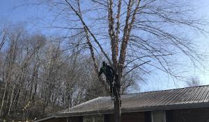 Travis’s tree service