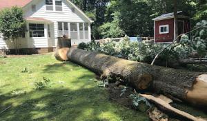 Native Tree Solutions