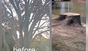 Neighbor Tree Service & More