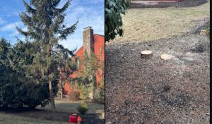 Manny's Lawn & Tree Service