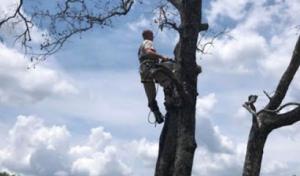 Mlp Tree & Outdoor Services