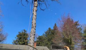 Z&M Tree Service