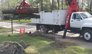 Green Industry Tree Service