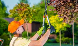 Livermore Tree Service