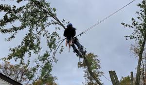 Sapling Tree Service