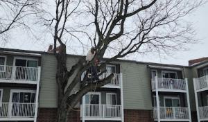 R.L.W tree care