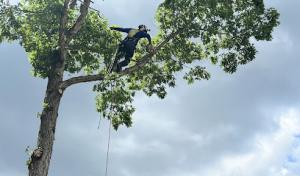 Bald Eagle Tree Solutions