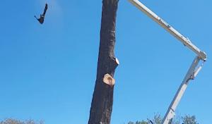 Skyline Tree Service