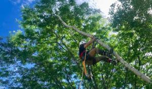 Rivendell Tree Experts