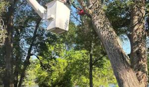 El Costeño Tree Service