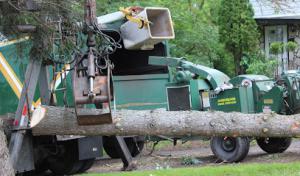 Amberjack Tree Service
