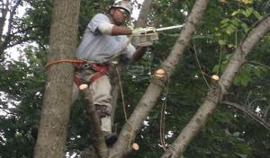 Gatling Tree Service