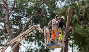 Anchorage Trusted Tree Services