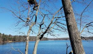 Short Cuts Tree Service