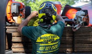 A Budget Tree Service