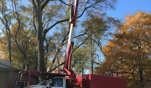 Eliseo's Tree Service