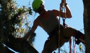 Seminole Tree Masters