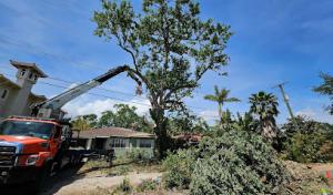 My Florida Tree Guys