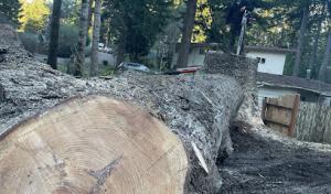 Rose Tree Service & Vegetation Management