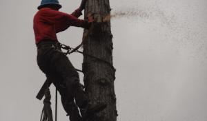 Pro-Cut Tree Services