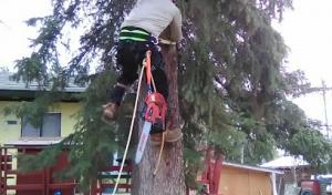 Interior Tree & Landscaping