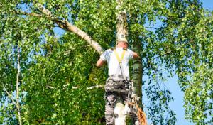 Tree Service Fairfield