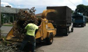 Vieira's Tree Service & Stump Grinding