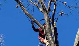 JW Tree Service & Lawn Care