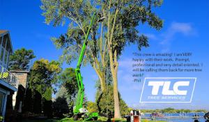 TLC Tree Service