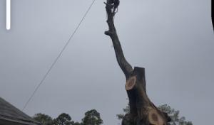 Rojo tree service & landscaping