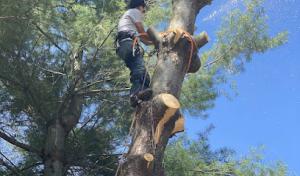 J&C McIntyre Tree Care Service