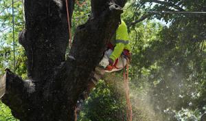 Tree Solutions of Texas