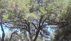 David’s Tree Services