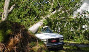 Family's Tree Service