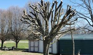 John Scroggins Tree Services