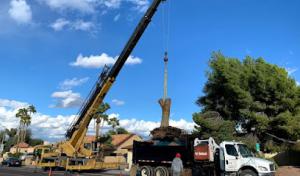 ArborCraft Tree Service Phoenix