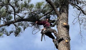 Greenbrier Tree Experts