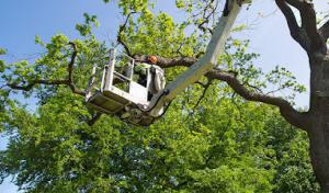 God's Way Tree Service