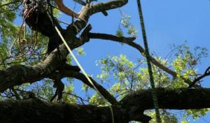 Gogarty Tree Service
