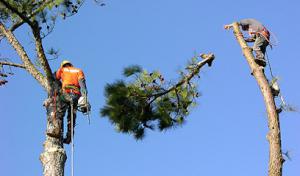 Mike Zigarovich Tree Service