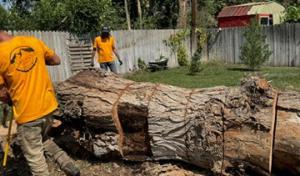 Heartwood Tree Service Ut