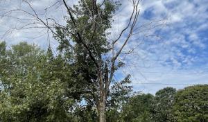 Huntsville Tree Service