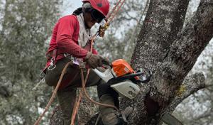 Specialized Tree Care Miami