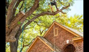 Poseidon Valley Tree Service