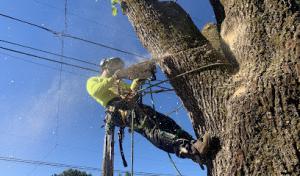 Dundee Tree Service
