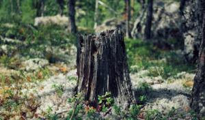 Martinez Tree Service