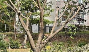 Jose B Flores Corporation