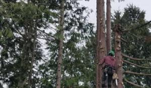 Hard Work Tree Services