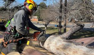 Thrive Tree Service Louisville